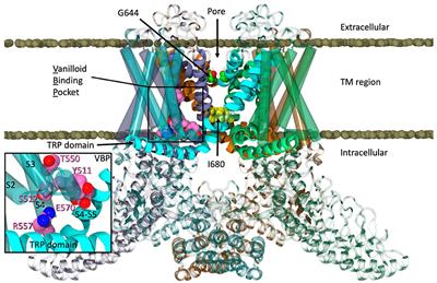 A Closer Look at Anandamide Interaction With TRPV1